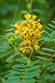 Supercharge Your Digestion: The Top Benefits of Senna Plant Extract